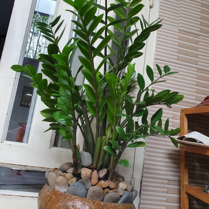 Cây kiểng đẹp 