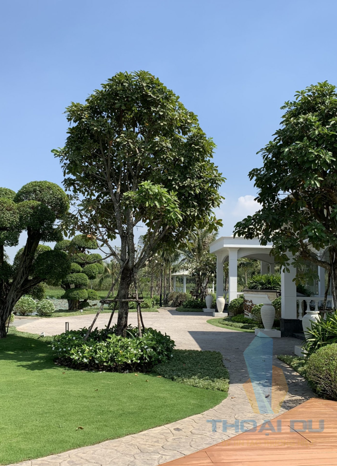 Biệt Thự Sân Vườn Anh Quân