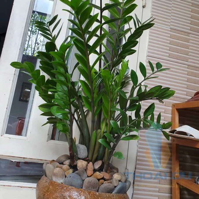 Cây kiểng đẹp 